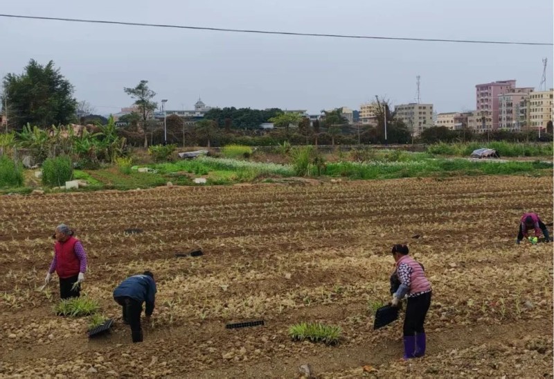 村民在荒地里種菜.jpg