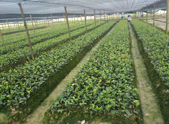 黔东南州加大油茶种苗培育  确保“两个100万”工程苗木供应 2543