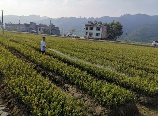 黔东南州加大油茶种苗培育  确保“两个100万”工程苗木供应 2548