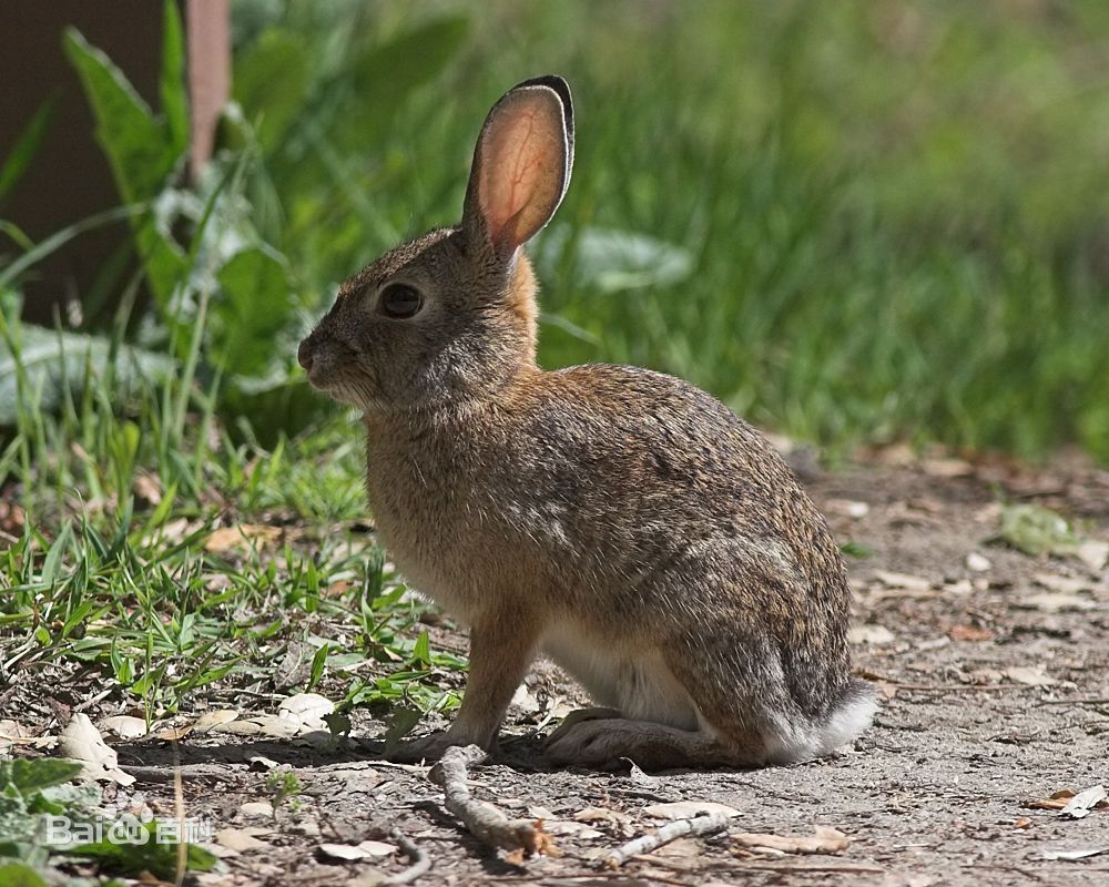 濒危动物——墨西哥兔