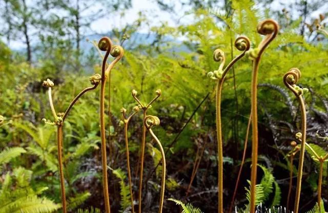 这种山里的野草,常被误认成蕨菜,根能吸收黄金,人称"探金草