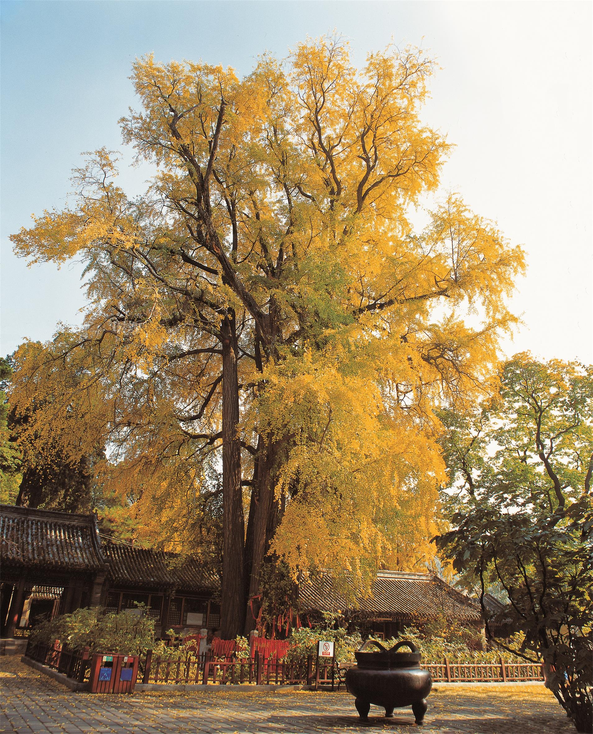 看北京潭拓寺的“帝王树”，有1400多年历史，比10层楼还高_银杏树_千年_我国