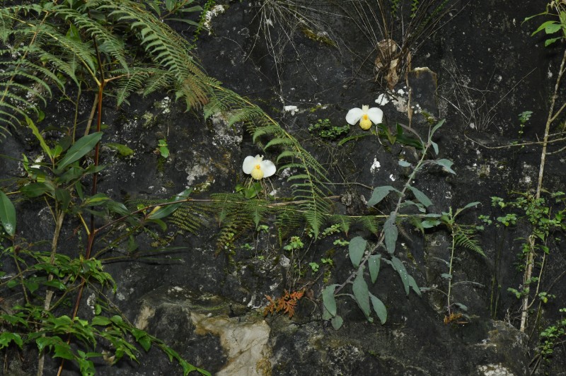 兰科-白花兜兰-Paphiopedilum emersonii-金效华拍摄