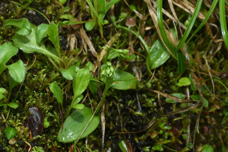 新種_米林舌唇蘭Platanthera milinensis