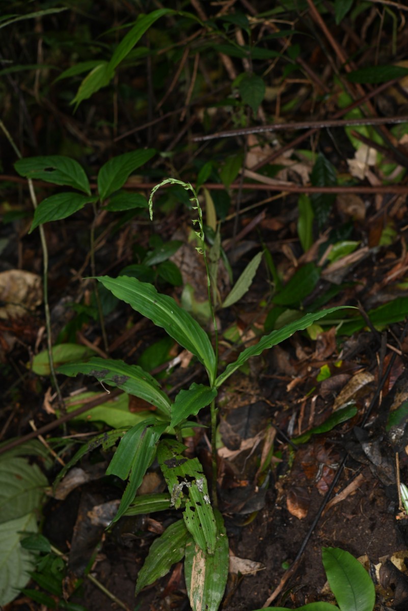 新種_宿根闊蕊蘭 Peristylus fasciculatus