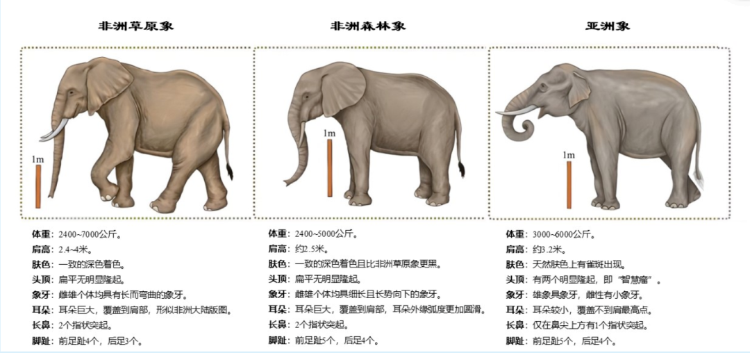 基因组研究显示,非洲草原象和非洲森林象具有共同的祖先,但其祖先之间