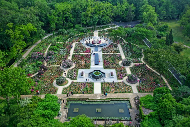 南京中山植物园蔷薇园（秦亚龙拍摄）