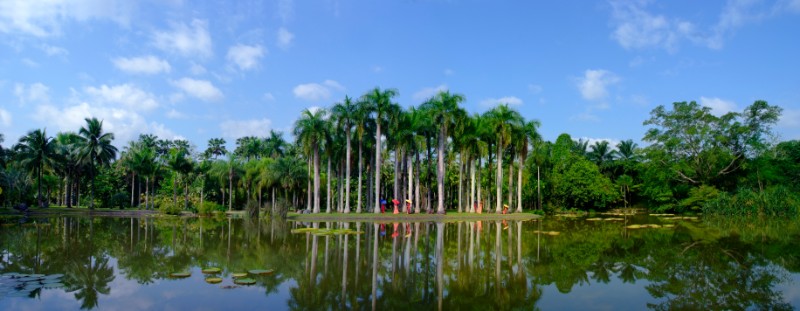 西双版纳热带植物园棕榈园（张娇娇拍摄）