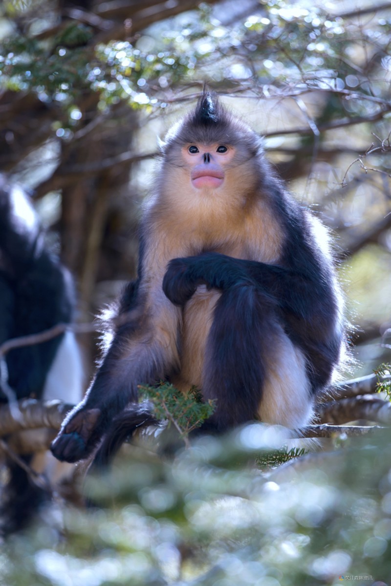国家一级保护野生动物--滇金丝猴-自然影像中国谢建国摄