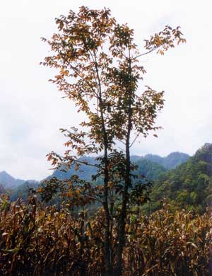 漆树;漆;山漆;大木漆