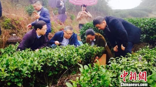 福建老区的茶产业扶贫路