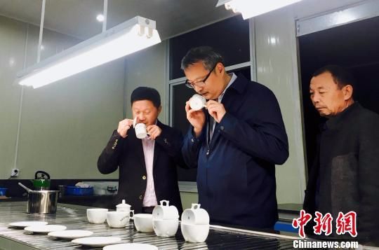 11月29日，在寿宁县高山茶品质鉴评会上，茶叶专家闻香气。　吕巧琴 摄