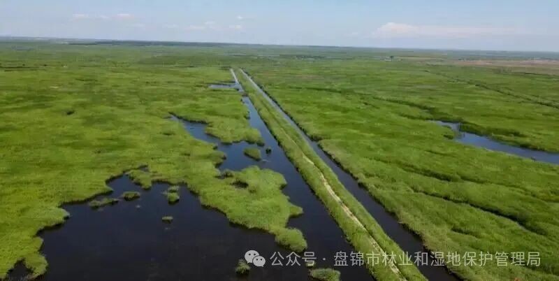 “兩山”理念與美麗中國丨“退養(yǎng)還濕”再造候鳥生態(tài)家園