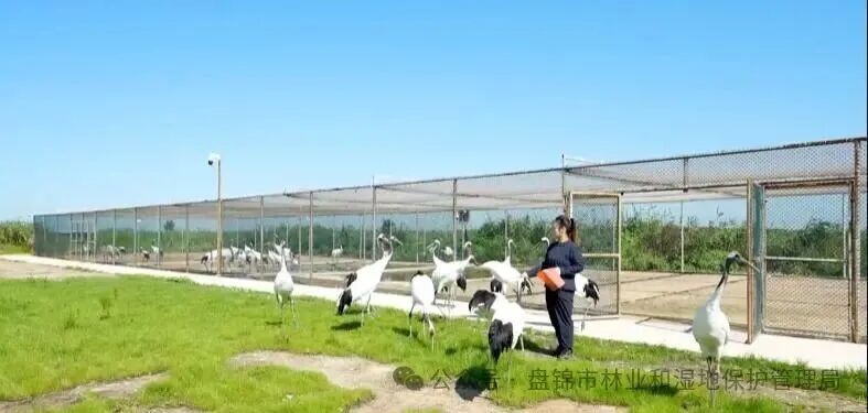 “兩山”理念與美麗中國丨“退養(yǎng)還濕”再造候鳥生態(tài)家園