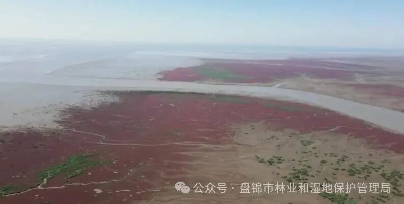 “兩山”理念與美麗中國丨“退養(yǎng)還濕”再造候鳥生態(tài)家園