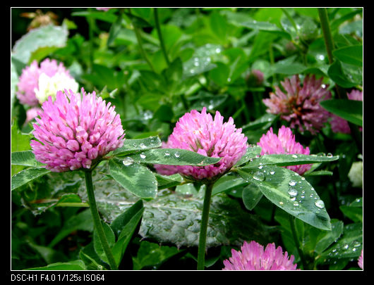 DSC00220