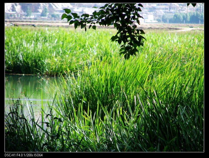 DSC09260
