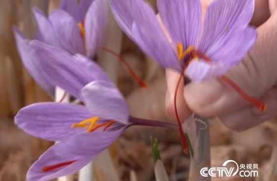 綠色時空：珍貴“紅花”藏自崇明島 1月28日