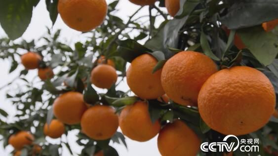 绿色时空：这款橙子可以“吸”着吃 1月20日