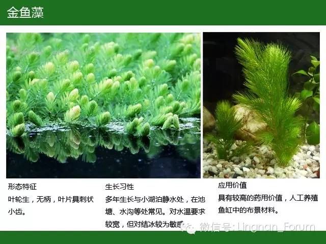 水生植物类集锦沉水植物类