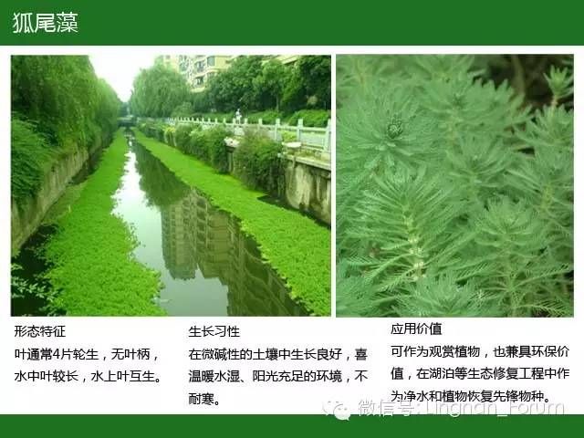 水生植物类集锦沉水植物类