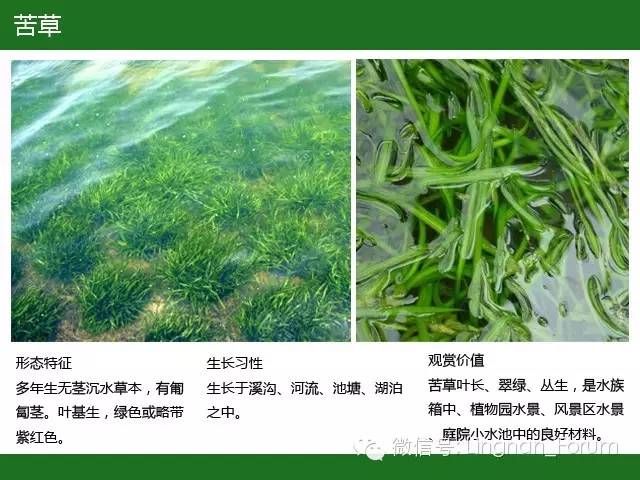 水生植物类集锦沉水植物类