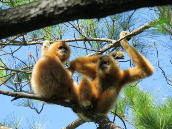 國際生物多樣性日：保護生物多樣性 共建地球生命共同體