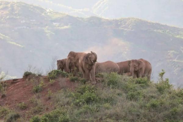 國際生物多樣性日：保護生物多樣性 共建地球生命共同體