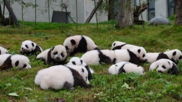 國際生物多樣性日：保護生物多樣性 共建地球生命共同體