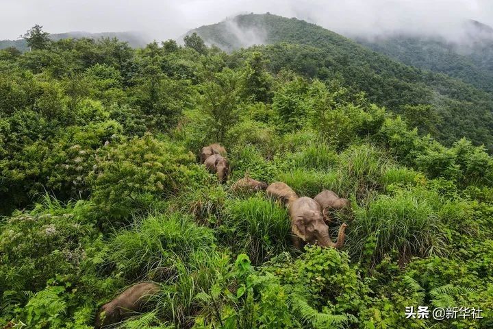 瞭望?治國(guó)理政紀(jì)事丨多樣生物守護(hù)地球家園