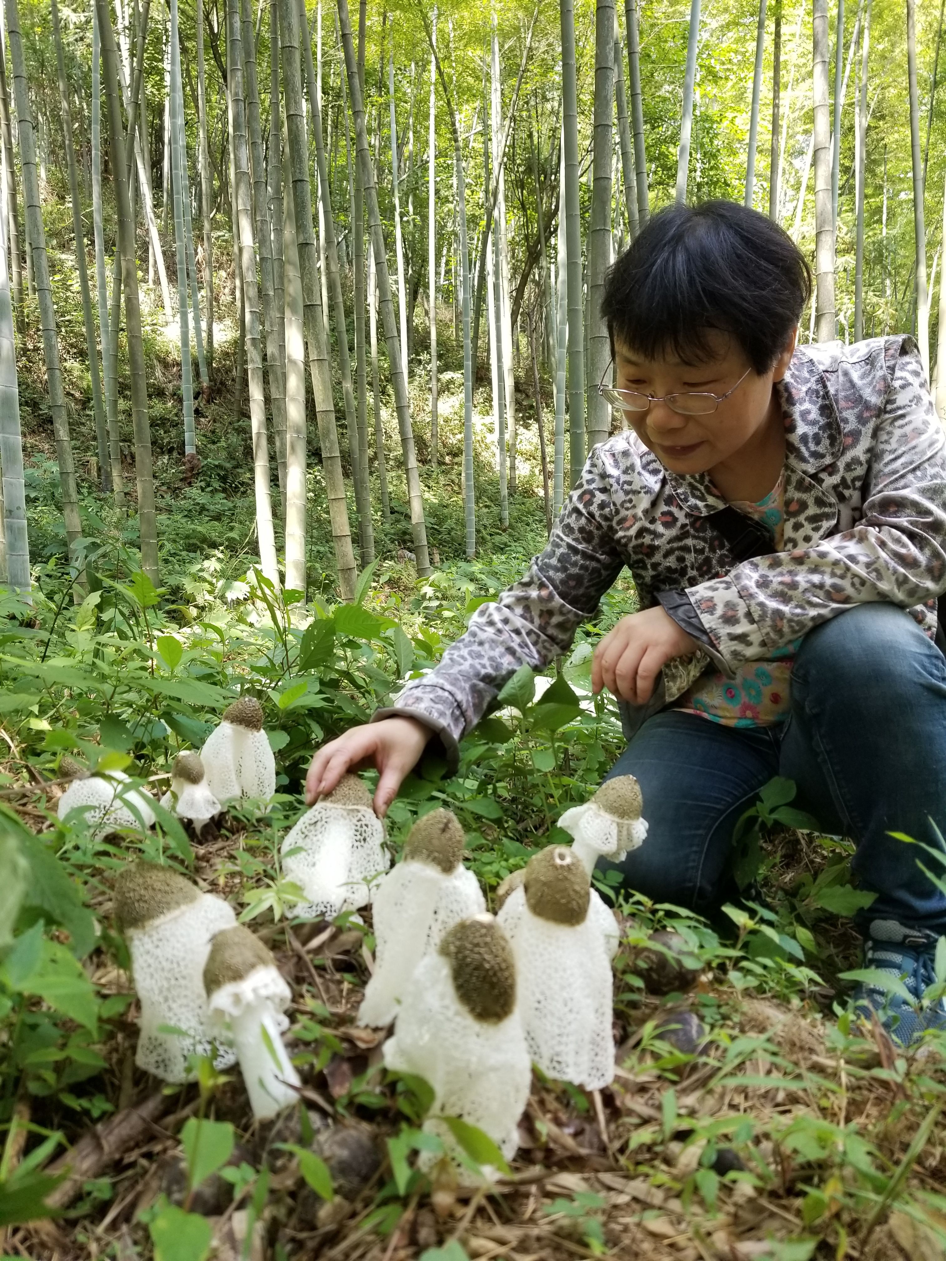 李桂香主导的毛竹林下仿野生栽培竹荪技术获得成功