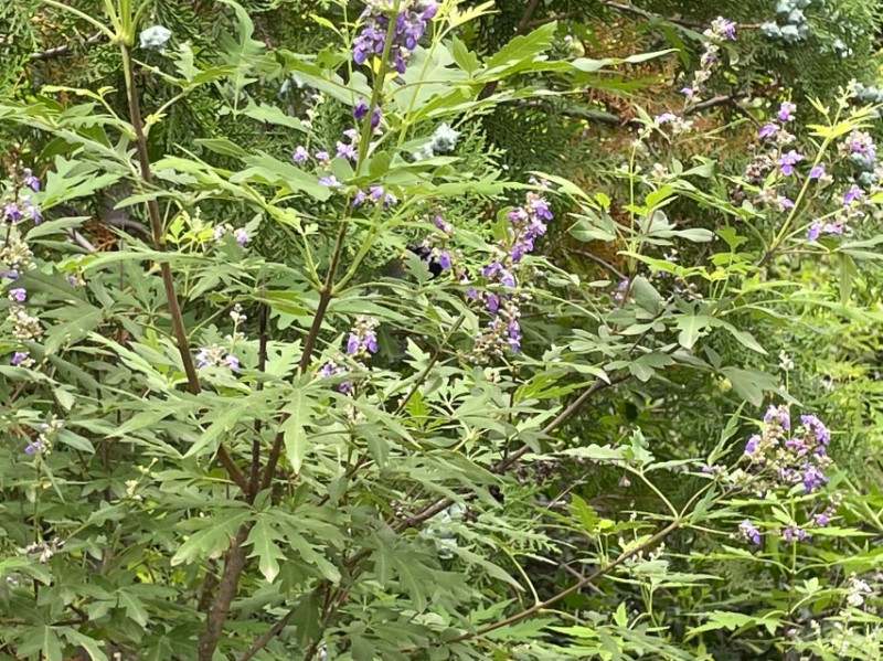 荊條1