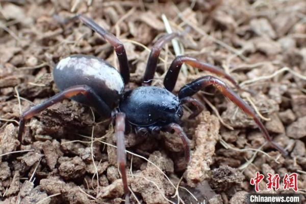 中国科研人员发现两种蜘蛛新物种 世界刺突蛛种类增至13种
