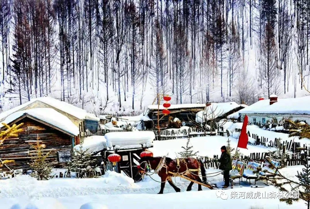 今冬去威虎山雪村猫冬