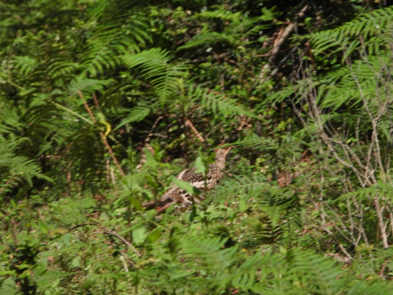 黑颈长尾雉 (1)