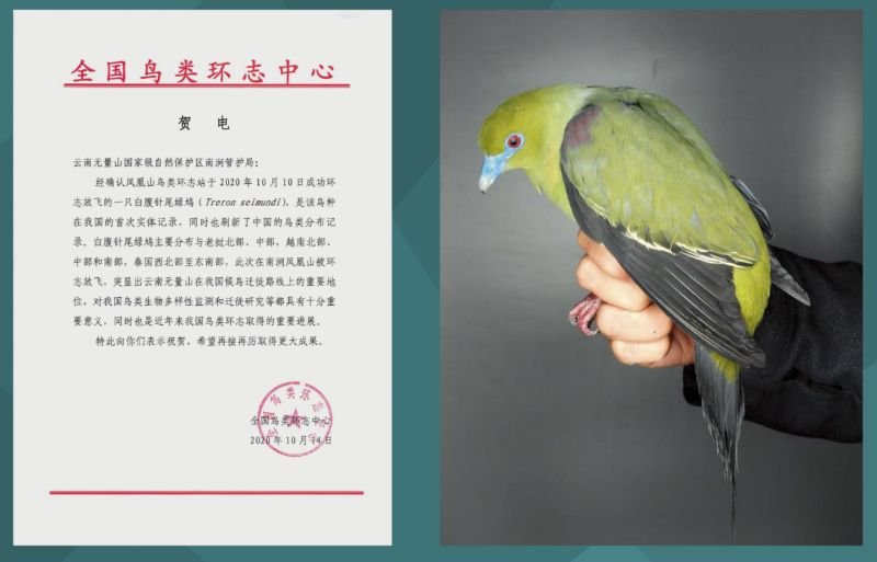 凤凰山2020年环志放飞的白腹针尾绿鸠刷新中国鸟类新纪录