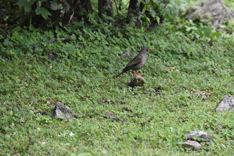 灰翅鸫  Turdus boulboul