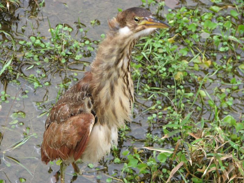 栗苇鳽