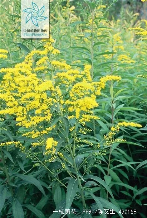 游览国家植物园——84.认识植物:一枝黄花 - 关注森林