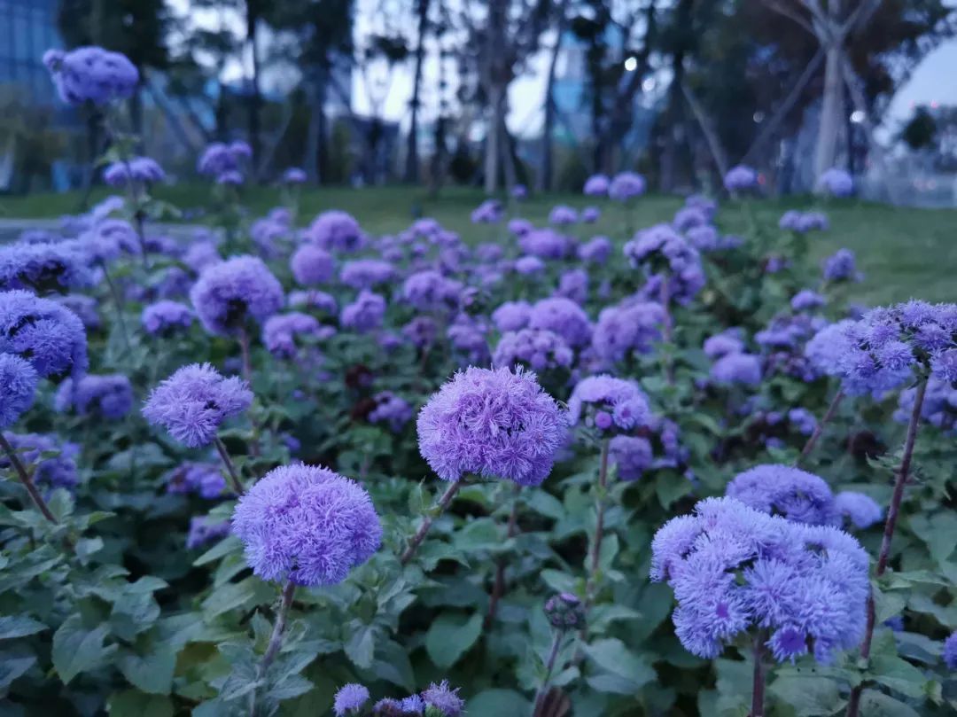 游览国家植物园——20.认识植物：藿香蓟 - 关注森林