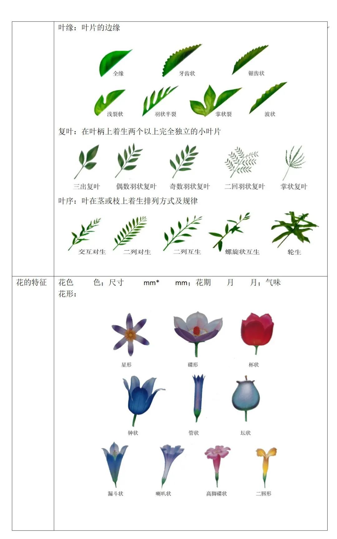 游览国家植物园——5.您的植物观察记录 - 关注森林