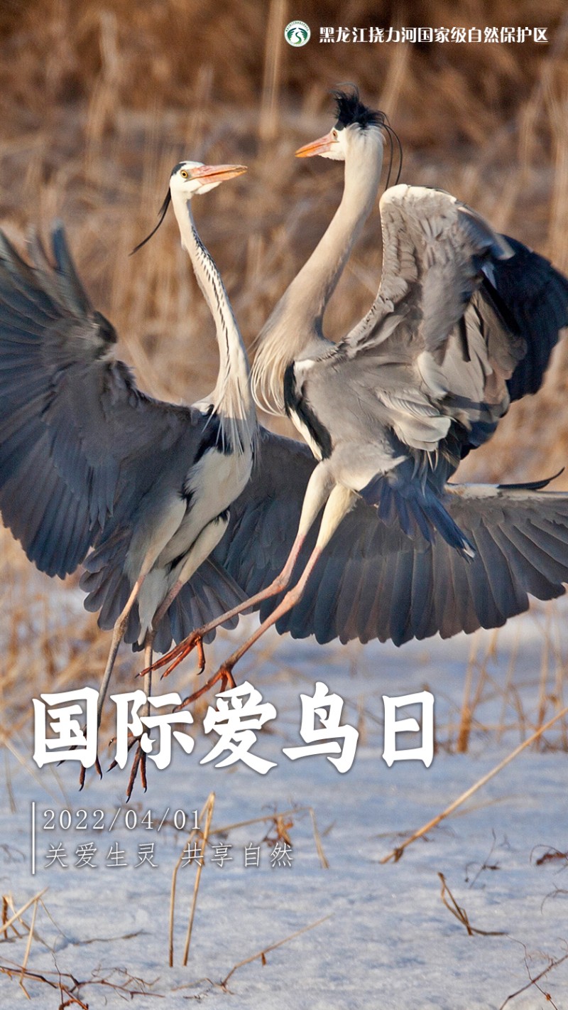 国际爱鸟物日海报1