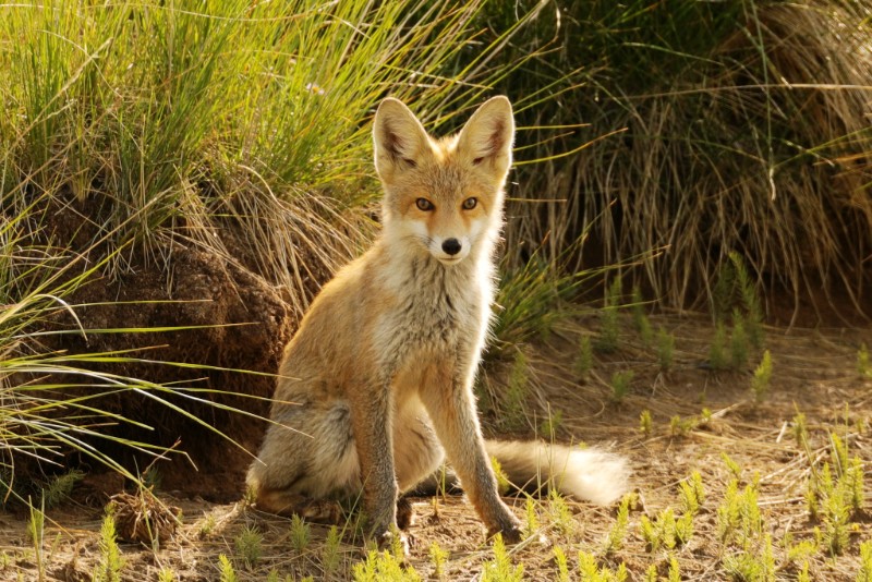 青海湖国家级自然保护区管理局组图-赤狐