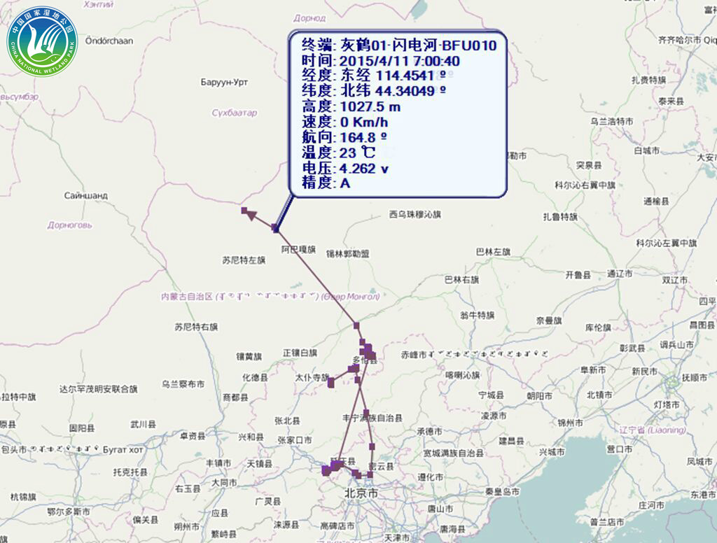 河北坝上闪电河国家湿地公园环志灰鹤已迁徙到蒙古国