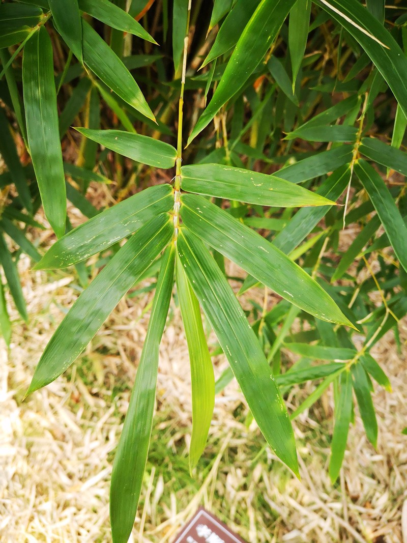 孝顺竹的竹叶为互生,典型的平行叶脉,这种叶脉区别于网状脉,掌状脉和