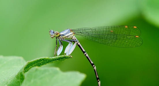 新闻动态 综合动态 正文豆娘(caenagrion)属于昆虫纲,蜻蜓目,束翅亚