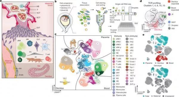构建出首个人类早期妊娠细胞图谱,揭示母体免疫系统在