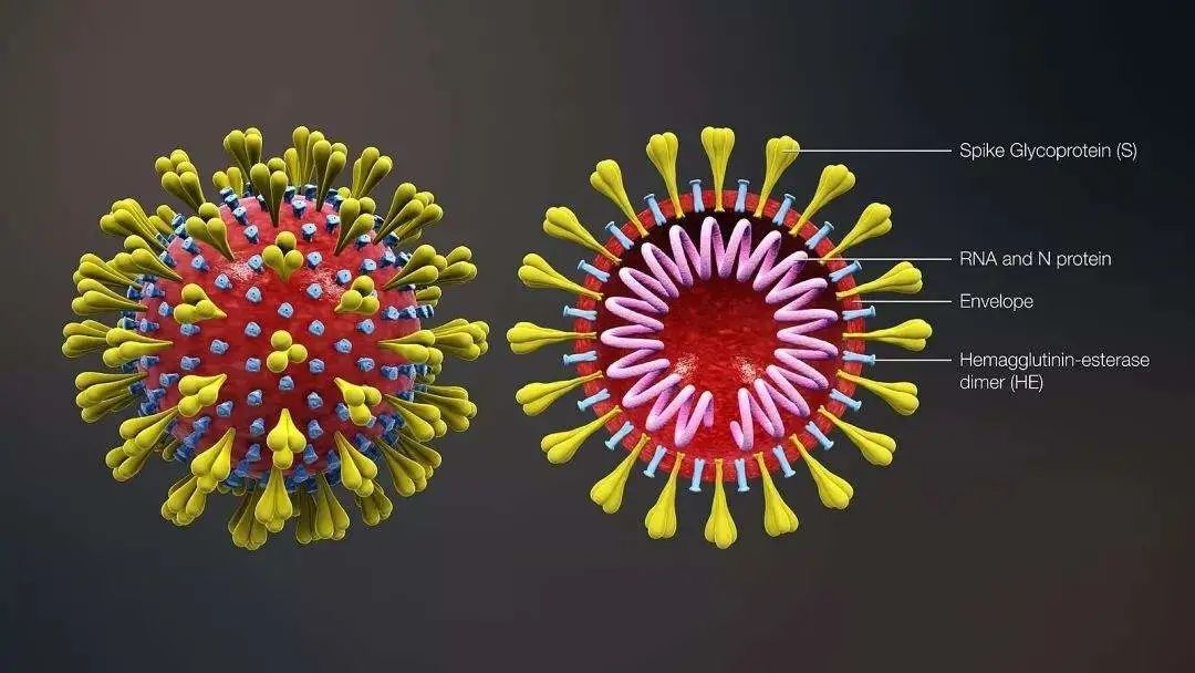 为了感染细胞,冠状病毒利用一种"刺突"蛋白与细胞膜结合,这个过程要靠