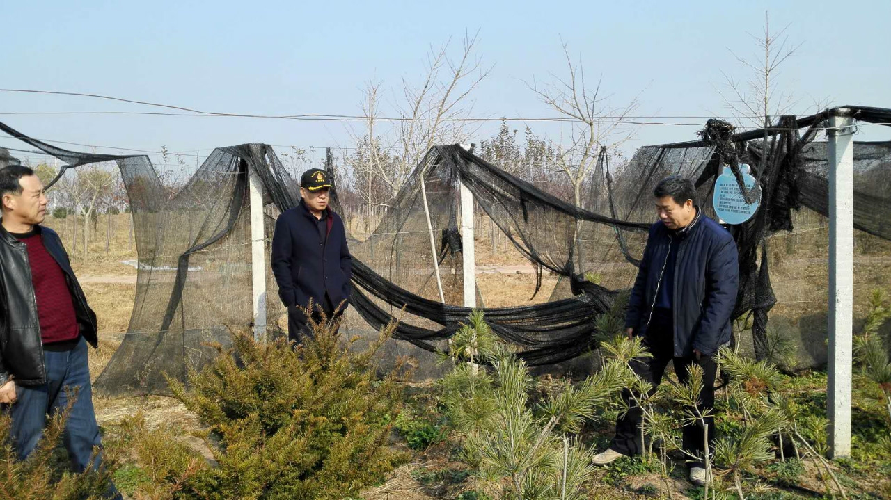 管理站肖振海站长一行到青岛市考察学习苗圃建设管理和苗木培育工作