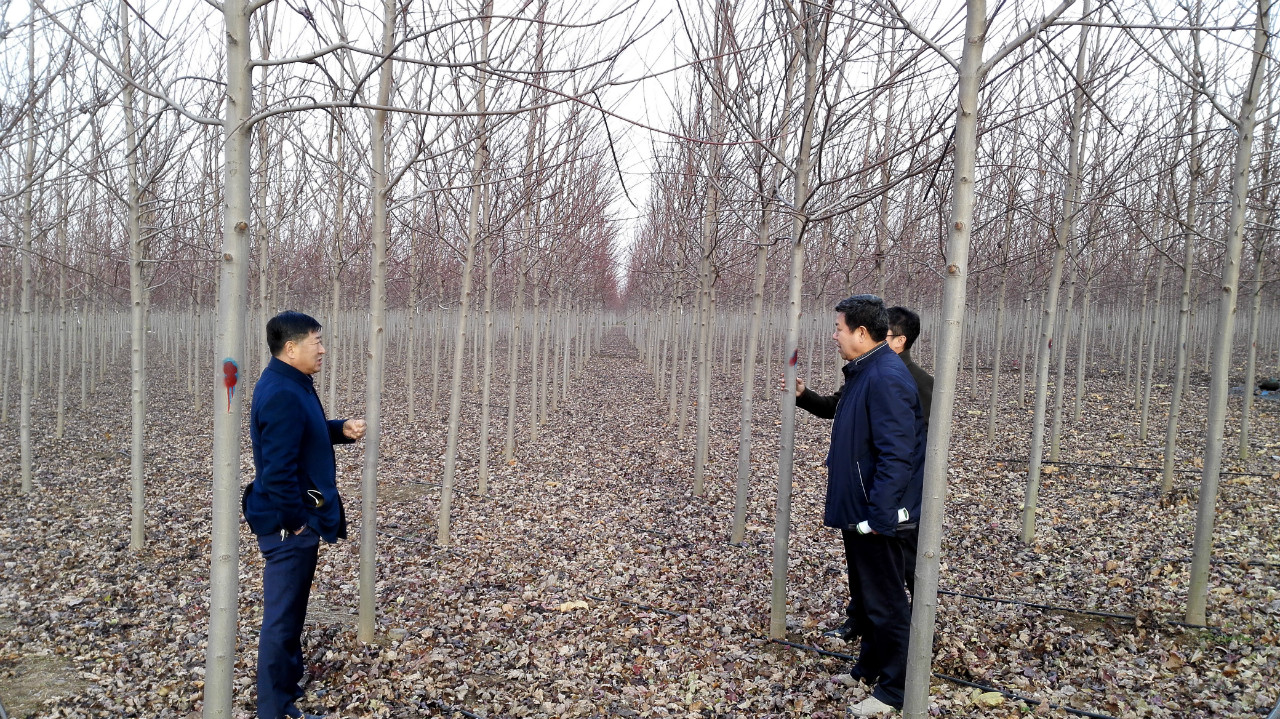 管理站肖振海站长一行到青岛市考察学习苗圃建设管理和苗木培育工作